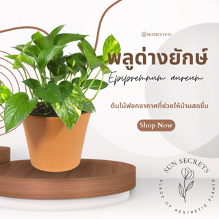 พลูด่างยักษ์(Epipremnum aureum) กระถาง4นิ้ว