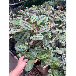 คล้ามารันต้าเรด ล็อตใหม่ลายใบชัดสวย กระถาง 5 นิ้ว  (Calathea maranta red)