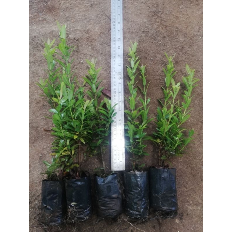 ต้น​เข็ม​แดง​ ชุด​ 15 ต้น​ ราคา​ 69 บาทค่ะ - รูปที่ 2