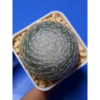 แมมเลนต้า Mammillaria lenta แคคตัส กระบองเพชร ราชินีของแมมมิลลาเรีย ไม้เมล็ด ขนแน่น หนามสาน สวยสุดๆ