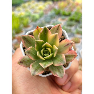 Aeonium sweet tea variegated ไม้อวบนำ้ น่ารักๆ กระถาง 2 นิ้ว