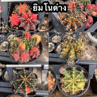 ยิมโนด่าง (Gymnocalycium)