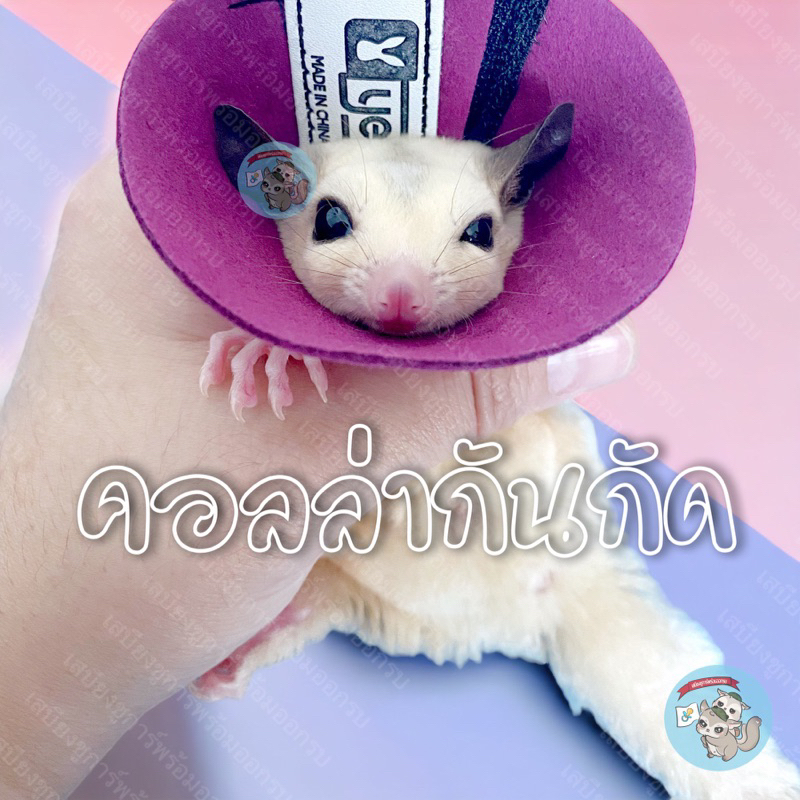 V ( คอลล่ากันกัด ) คอลล่า คอลล่า collar ลำโพง กันกัด ปลอกคอ กันเลีย ชูการ์ แฮมสเตอร์ กระรอก ดอร์เมาส์ หนู นก