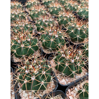 เมโลแคคตัส (Melocactus) กระบองเพชร cactus แคคตัส