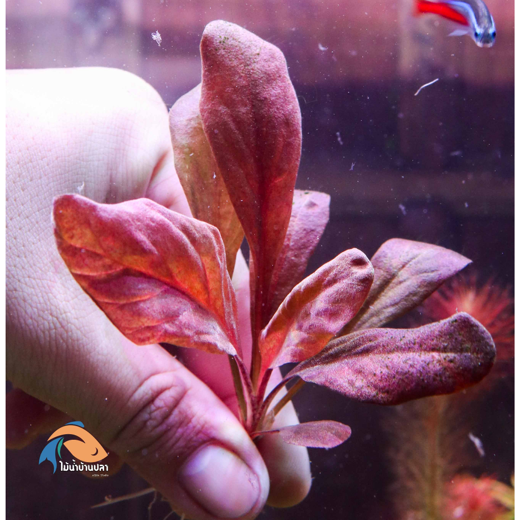 ไม้น้ำ Samolus Parviflorus 'Red แซลโมลัส พาร์วิฟลอรัส