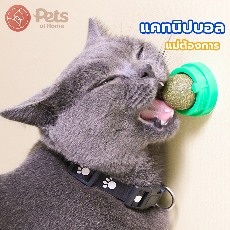 แคทนิปบอล บอลแมวเลีย catnip ball แคทนิปแมวเลีย กัญชาแมว แคทนิป ขนมแมวเลีย ของเล่นแมวเลีย ติดกำแพง สมุนไพรแมวเลียหมุ่นได้