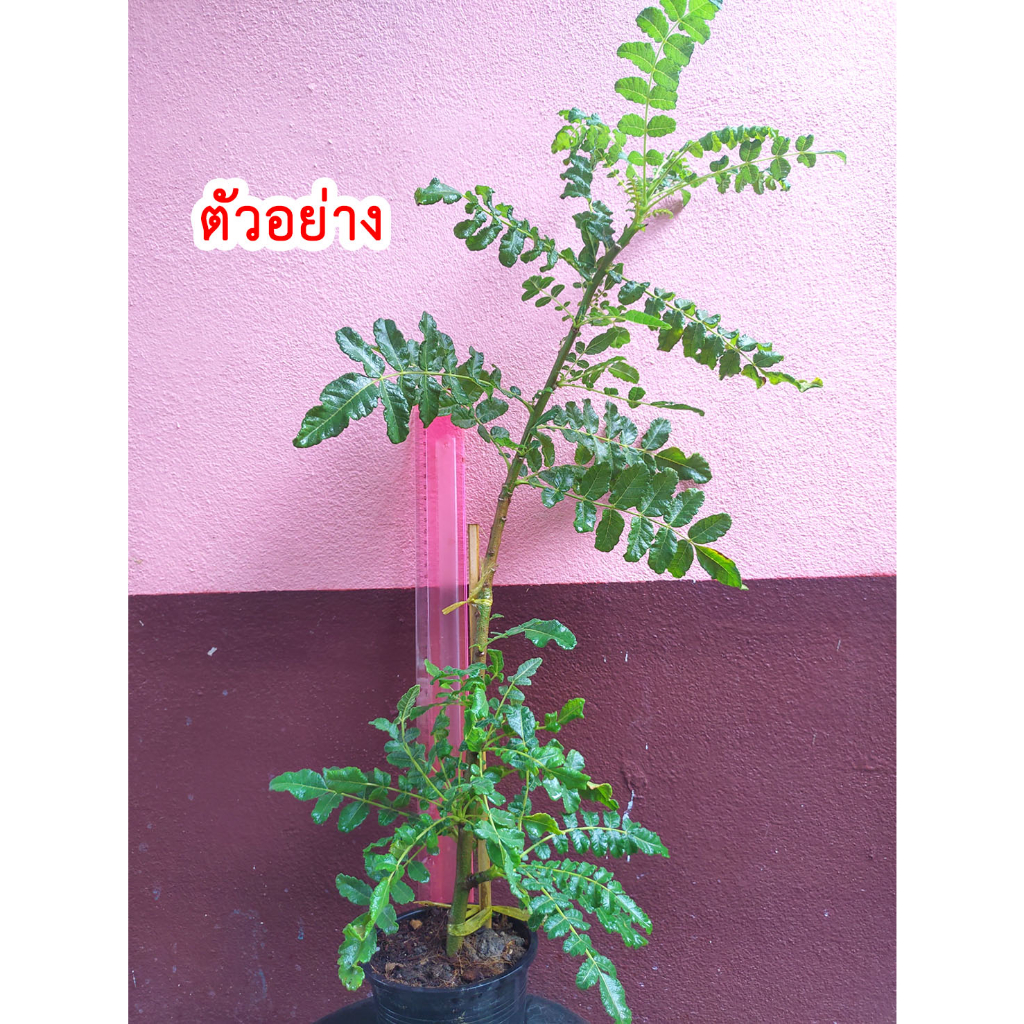 ต้นกำยานโอมาน Boswellia sacra (ขนาดใหญ่) จากต้นแม่ที่ให้ดอกแล้ว
