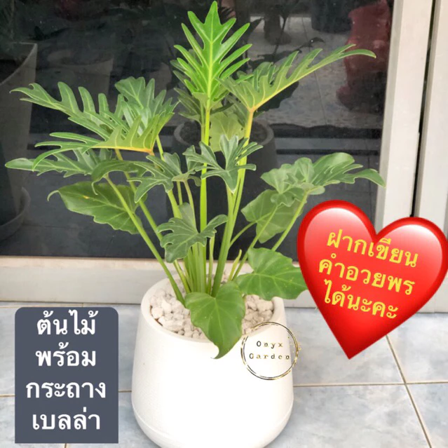 ต้นPhilodendronXanaduซานาดูจักรพรรดิ์สูง60-70cmกระถาง8”นิ้วพร้อมจานรอง