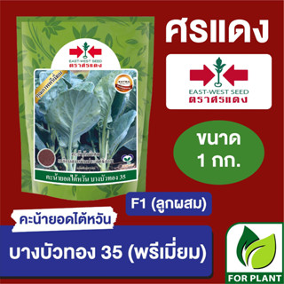 เมล็ดพันธุ์ ศรแดง คะน้า Big บางบัวทอง พรีเมี่ยม กระป๋อง ขนาด 1 กิโลกรัม