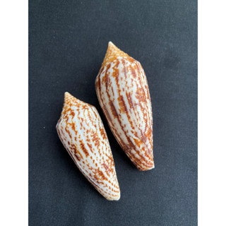 หอยสังข์ทรงกรวย Brown vertically striped cone conch shell zanlong