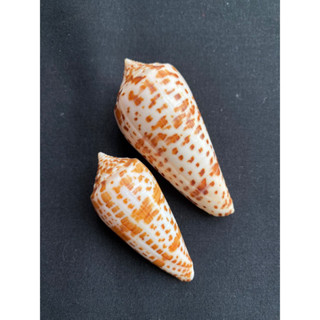 หอยสังข์ทรงกรวย Brown spotted cone conch shell hudie