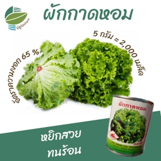 เมล็ดพันธุ์ ผักกาดหอม ( Lettuce)