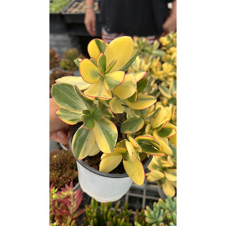 #คลาสซูล่าด่าง #ต้นดูดเงินดูดทอง) #ต้นคลาสซูล่า ( Crassula Ovata หรือ Jade Plant ) ต้นไม้สวรรค์ หรือ ต้นใบเงิน”