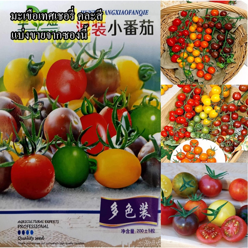 50+ เมล็ด เมล็ดมะเขือเทศเชอรี่ คละสี (ปลูกง่าย รสชาติหวานอร่อย ผลเหมือนไข่มุกคละสีมีหลายสี ผลสวย ลูกเล็กพอดีคำทานสดได้)