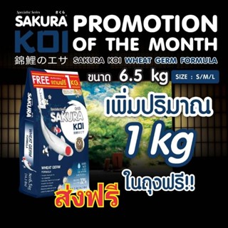 💥ส่งฟรี.. ซากุระโค่ย อาหารปลา สูตรวีทเจิร์ม ขนาด 6.5kg.แถมฟรี 1kg. ในถุง ( SAKURA KOI WHEAT GERM FORMULA )