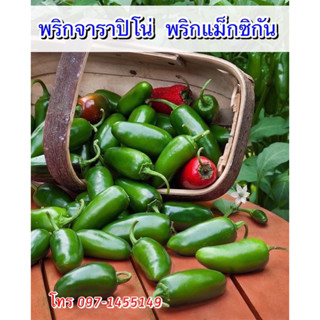 เมล็ดพันธ์พริกจาราปิโน่ (Jalapeno Pepper)