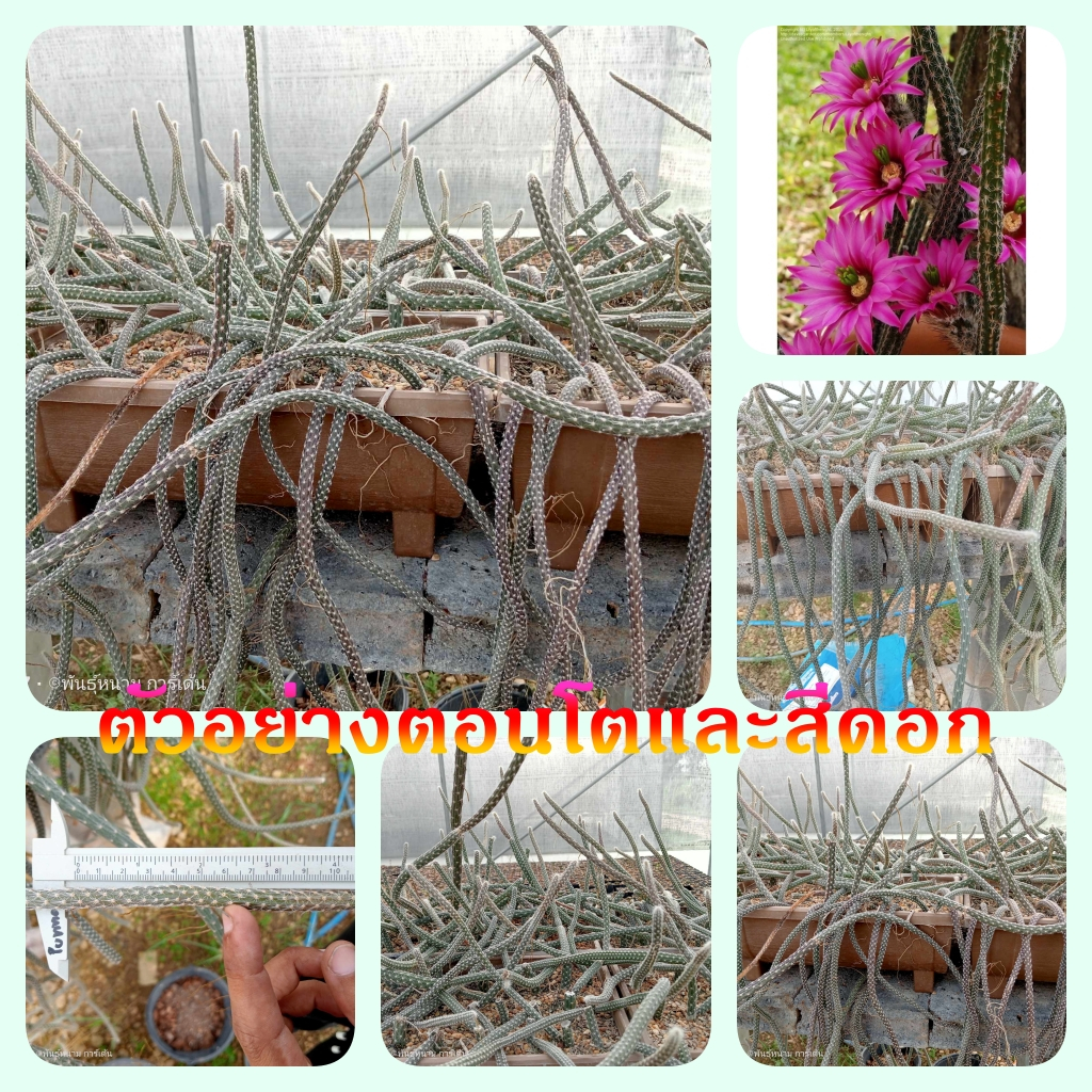 ดินสอดำเลื้อย (หางหนู) Echinocereus leucanthus ตัดสด ขนาดความยาว 15 ซม. ต้นกระบองเพชร ต้นแคคตัส (แคคตัส กระบองเพชร)