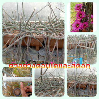 🌵💥ดินสอดำเลื้อย💥🌵(หางหนู) Echinocereus leucanthus ตัดสด ขนาดความยาว 15 ซม. ต้นกระบองเพชร ต้นแคคตัส (แคคตัส กระบองเพชร)