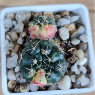 กระบองเพชรแคคตัส ยิมโนแม่ลูกดกด่าง 3 ซม. Gymnocalycium damsii f. variegata (ตอนส่งหน่ออาจหลุดบ้างนะคะ)