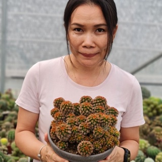 แคคตัส กระบองเพชร แมมคาร์มิเน่หนามแดง (Mammillaria carmenae)