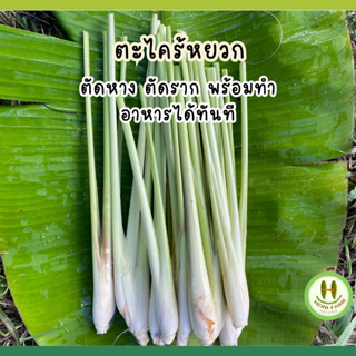 ตะไคร้ Lemongrass ตะไคร้พร้อมทำแกง สด สะอาด ปลอดภัยจากสารเคมี 100% เก็บเช้า ส่งบ่าย ไม่เสียง่าย ตัดปลายเรียบร้อย