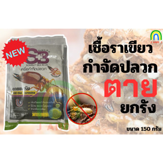 เชื้อราเขียว กำจัดปลวก ตายยกรัง 1ซอง ขนาด 150กรัม
