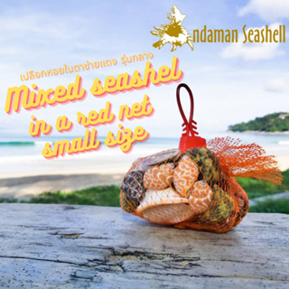 Andaman seashell  เปลือกหอยในตาข่ายแดง รุ่นเล็ก