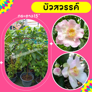 ต้นบัวสวรรค์ #บัวสวรรค์ กระถาง15" สูง 150-170cm