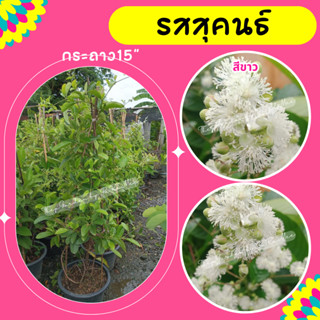 ต้นรสสุคนธ์ #รสสุคนธ์ดอกสีขาว #ไม้เลื้อย #กระถาง 15”