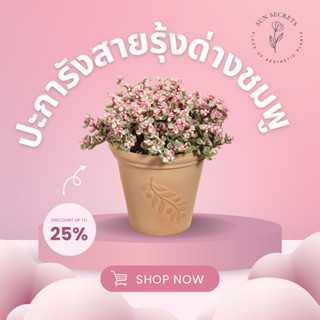 ปะการังสายรุ้งด่างชมพู(Pink Elephant Bush)