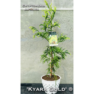 Cryptomeria japonica Kyara Gold ® ไม้ซีดาร์ญี่ปุ่นการันตีสายพันธุ์แท้นำเข้าจากฮอลแลนด์ ป้ายชื่อ เลขพาสปอร์ตมีพร้อมครับ