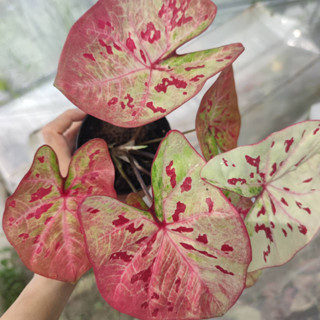 ดวงอัมพร ไซส์ตั้งแม่ บอนสี Caladium