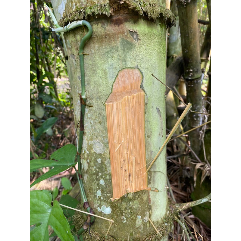 ซี่กรงนก ซี่ไม้ไผ่รมควัน ยาว 21 นิ้ว 3 มิล - รูปที่ 2