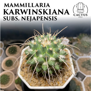 mammillaria karwinskiana nejapensis