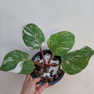 Philidendron White knight Marble Galaxy ฟิโลเดนดรอน ไวท์ไนท์มาเบิ้ลกาแลคซี่ ไม้แรร์ หายาก ได้ต้นตามภาพ