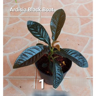 ต้น Ardisia Black Boat