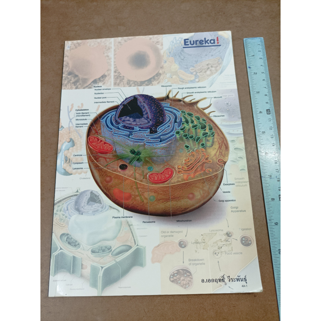 หนังสือยูเรก้า Ureka ชีววิทยา ม.4 หลักสูตร A โดย อ.เอกฤทธิ์ วีระพันธุ์