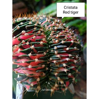 Cristata Red tiger RTG ไม้กราฟ cactus