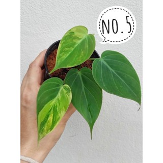 Philodendron Mican Variegated พลูสนิมด่าง เลือกต้นได้ ได้ต้นตามภาพ