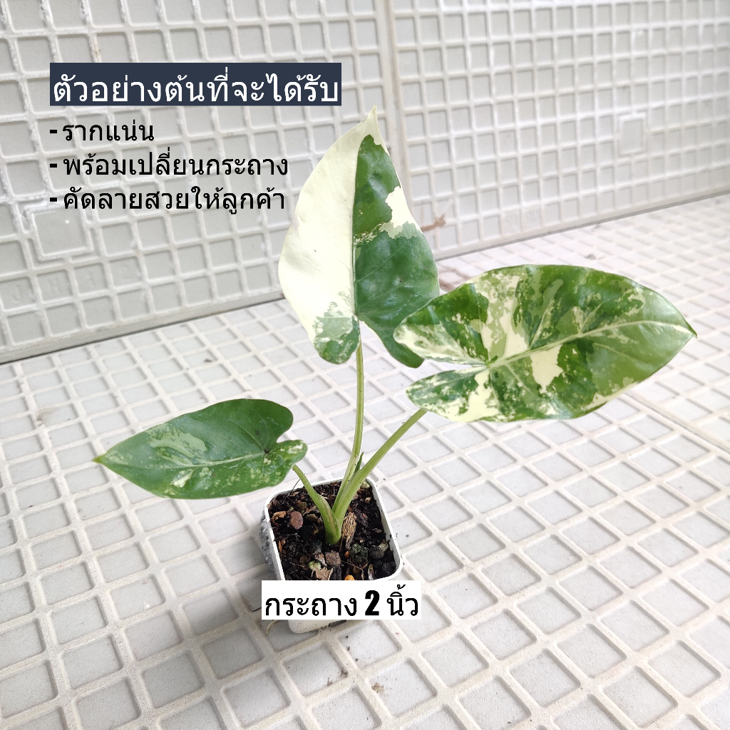 บอนกระดาษด่าง ขุดสดพร้อมห่อราก อโลคาเซีย Alocasia macrorrhizos บอนกระดาดด่าง บอนด่าง ต้นไม้ด่าง