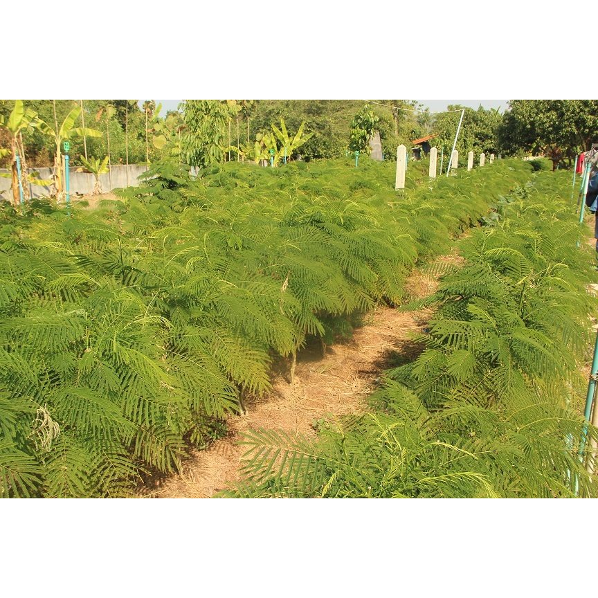 (2กิ่ง)🌿กิ่งชะอม กิ่งตอน🌿 🌼มีรสมันอย่างชะอมมีสรรพคุณเป็นยาอายุวัฒนะ🌼 🌲ความสูงกิ่งประมาณ 45-50 ซม.🌲 - รูปที่ 3