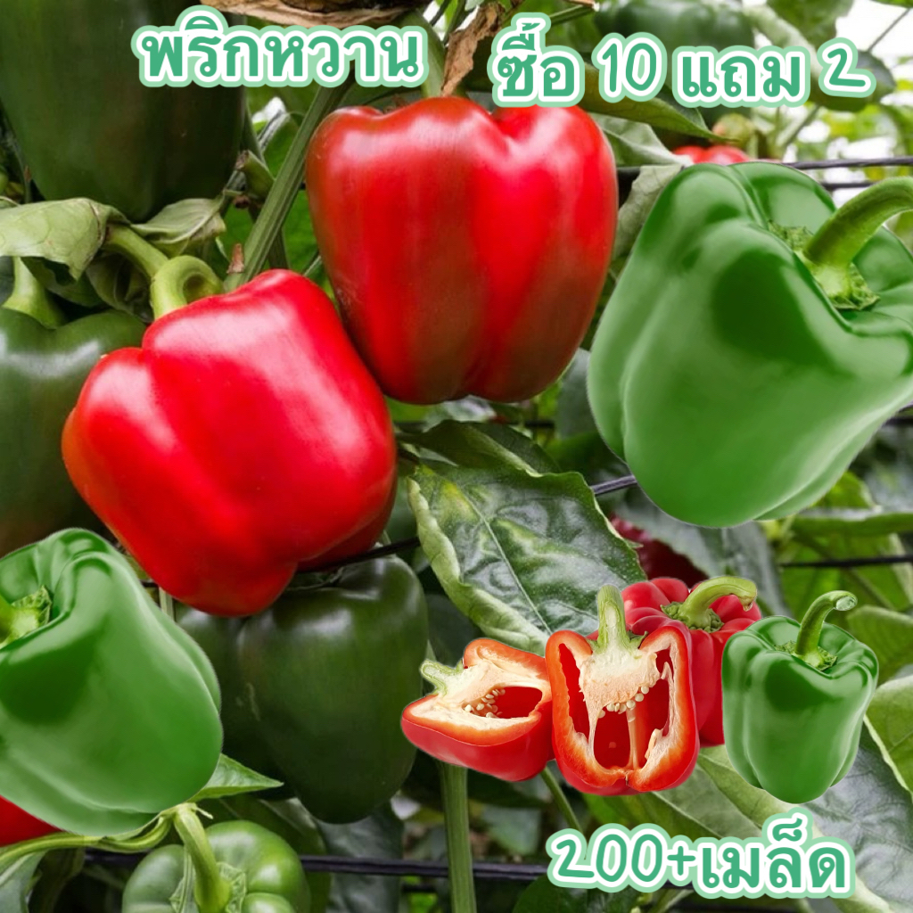 เมล็ดพันธุ์ พริกหวาน 200+เมล็ด [10แถม2]เมล็ดพันธุ์แท้ นำเข้าจากต่างประเทศ ปลูกผักสวนครัว ดี