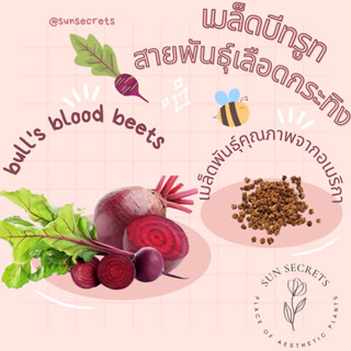 ☀️sunsecrets🍀 เมล็ดบีทรูทสายพันธุ์เลือดกระทิง(Bulls blood beets) #เมล็ดผัก #เมล็ดพันธุ์นำเข้า