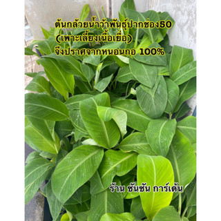 ต้นกล้วยน้ำว้าพันธุ์ปากช่อง50 🌿(เพาะเนื้อเยื่อ) 🌿จึงปราศจากหนอนกอ 100%