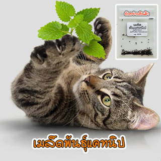 แคทนิป เมล็ดพันธุ์ สมุนไพรน้องแมว ตำแยแมว นำเข้าจากต่างประเทศ Catnip Seed บรรจุ 40-200 เมล็ด