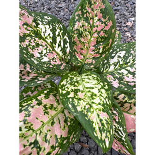 ต้นอโกลนีมาอัญมณีสามสี/ Aglaonema sp. Tricolor Anyamanee