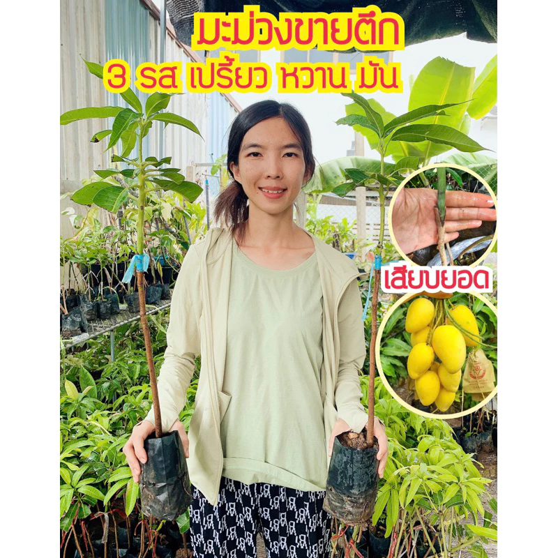 #ต้นมะม่วงขายตึก(ต้นเล็ก) แท้ 💯 ของแท้จริงๆค่ะ เสียบยอดสุง50-60เซน