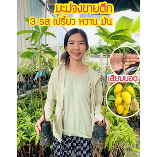 #ต้นมะม่วงขายตึก(ต้นเล็ก) แท้ 💯 ของแท้จริงๆค่ะ เสียบยอดสุง50-60เซน