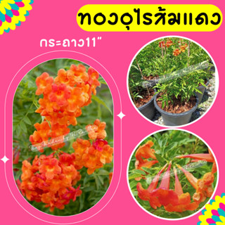 ต้นทองอุไร #ทองอุไรสีส้มแดง สูง20-40cm.