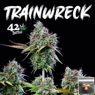 🔥 เมล็ดกัญชา Trainwreck บีดไทย เมล็ดพันธุ์กัญชา สายพันธุ์แท้ พร้อมส่ง ราคา ต่อ 1 เมล็ด  ไม่งอก เคลมฟรี 1 ครั้ง